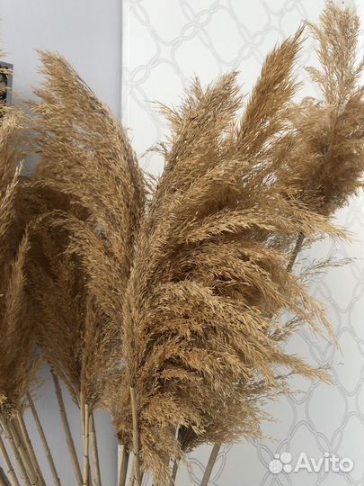 Тростник (сухоцветы)