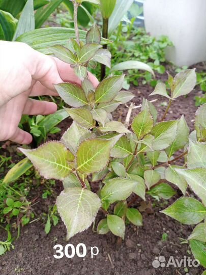 Вейгела саженцы