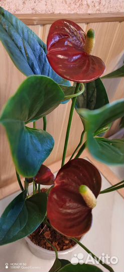 Антуриум Адиос Чоко