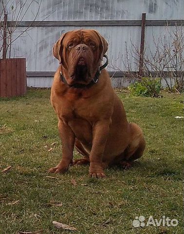 Подготовка собаки к вязке