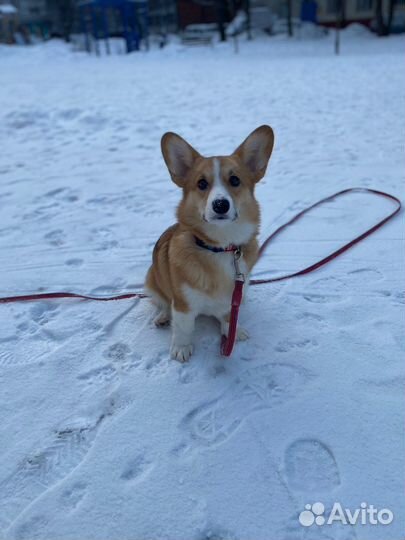 Кинолог, дрессировка собак