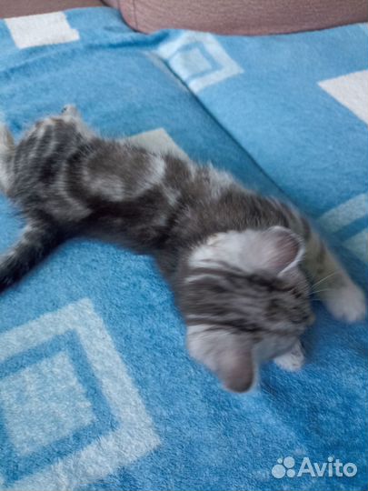 Отдам котенка в добрые руки. Мальчик