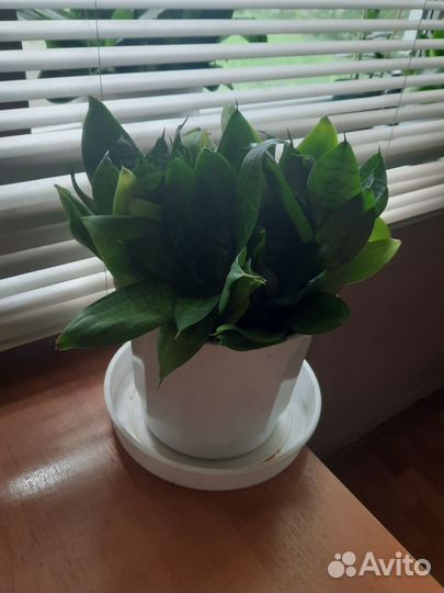 Сансевиерия