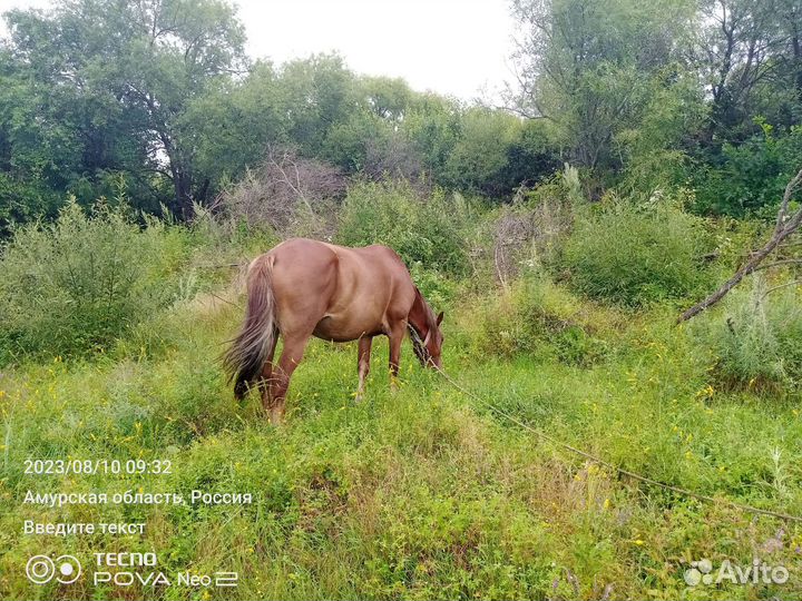 Лошадь кабыла