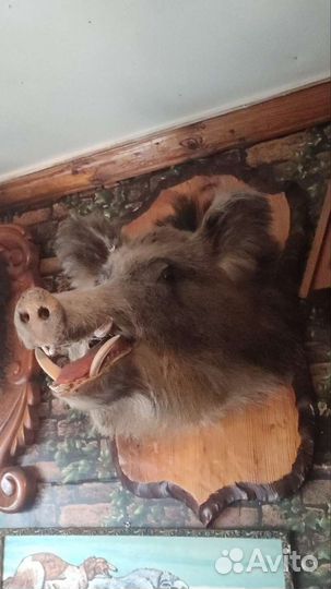 Чучело головы кабана