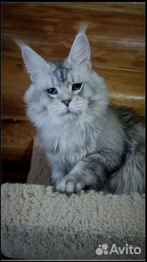 Котята мейн-кун
