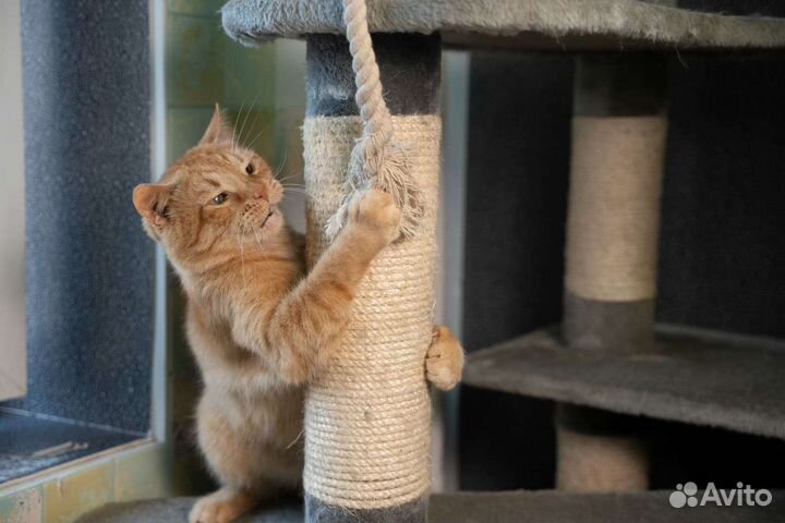 Помогу найти пушистика