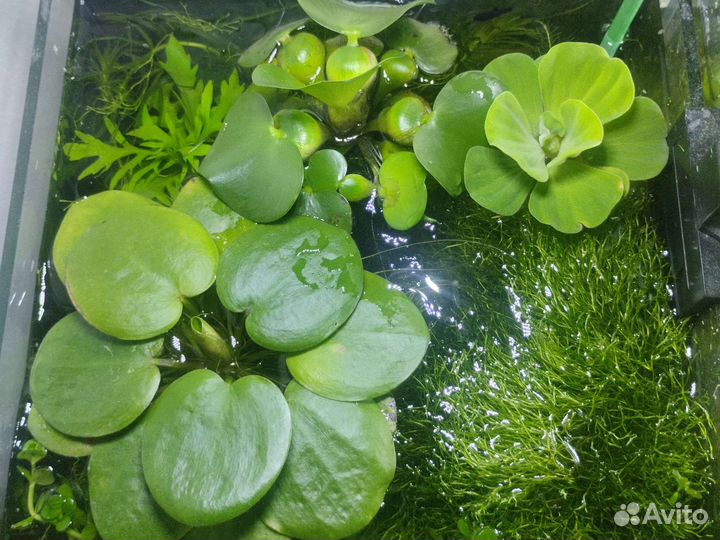 Живой корм, растения, рыбки