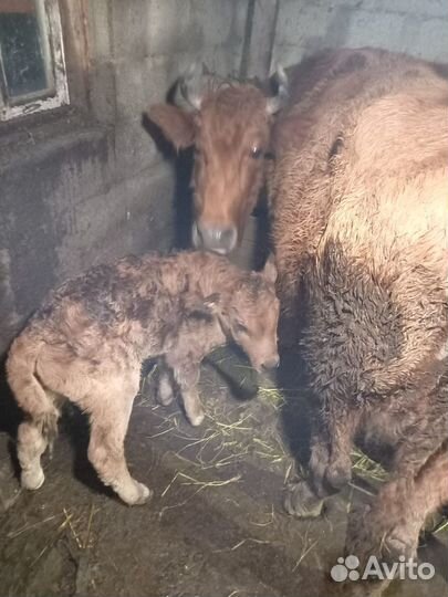 Продается скот