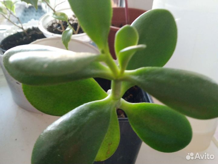 Комнатные растения