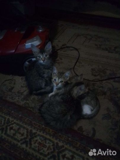 Котята