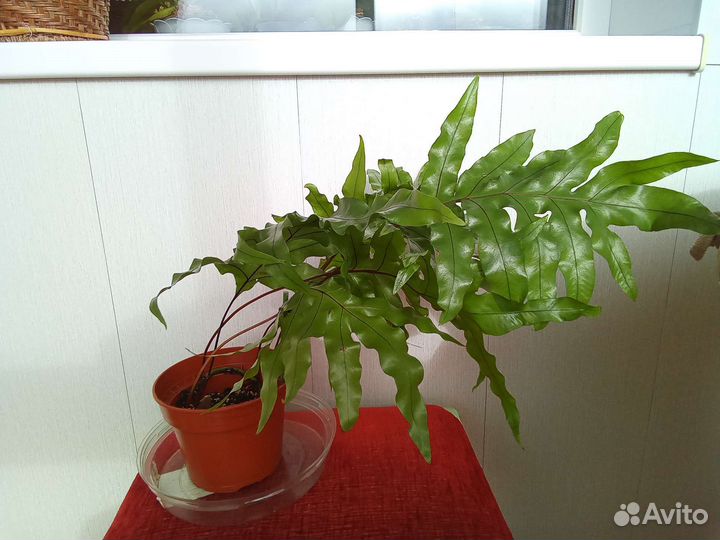 Папоротник микросорум