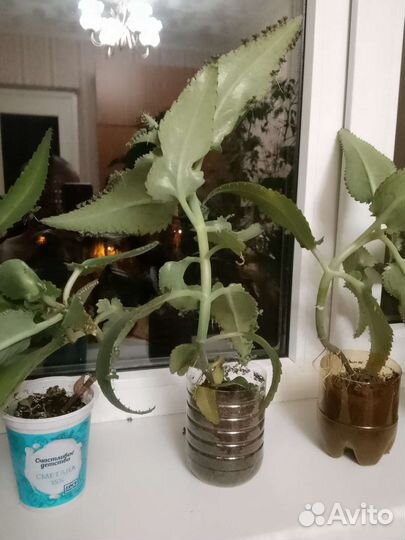 Каланхоэ живородящий лечебный