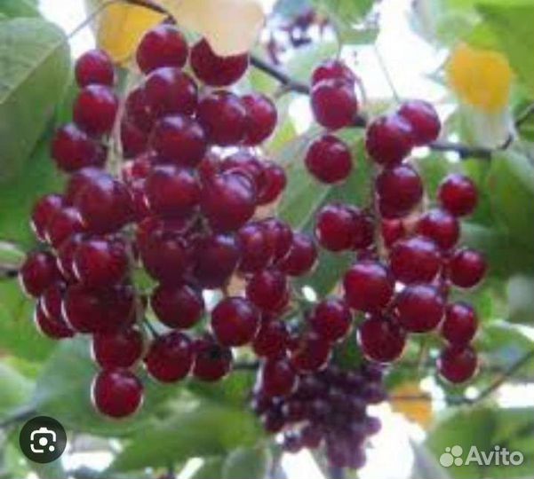 Черемуха виргинская красноплодная