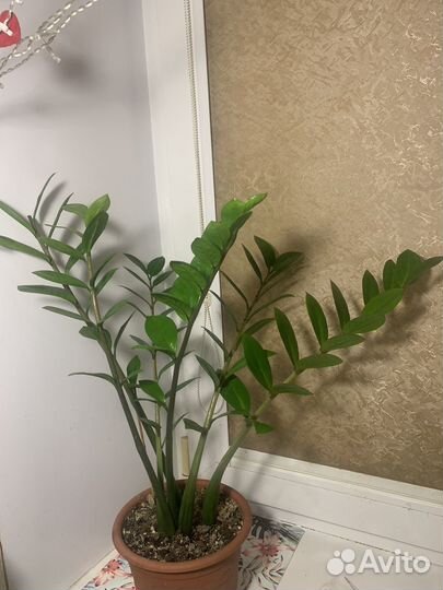 Комнатные растения