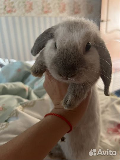 Декоративный кролик с клеткой