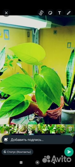 Сортовые комнатные растения