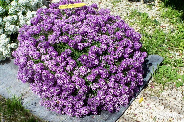 Алиссум (Lobularia maritima) White/Blue