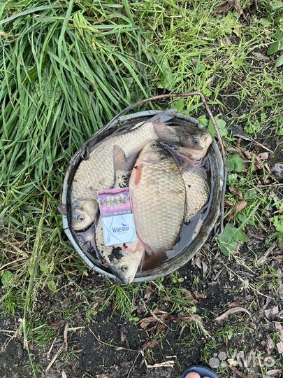 Живой карась