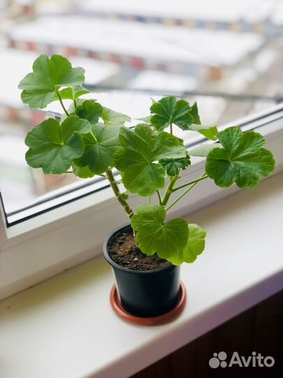 Пеларгония Рамблер (розебудная)