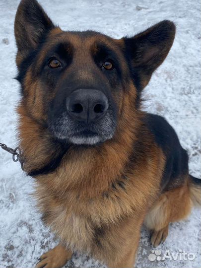 Немецкая овчарка