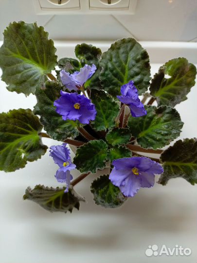 Замиокулькас и другие