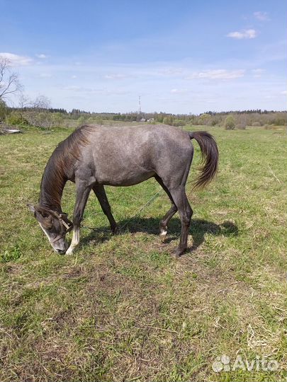 Арабо-терский