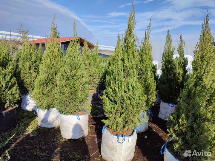 Можжевельник китайский Спартан