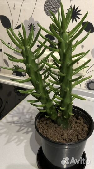 Аустроцилиндропунция