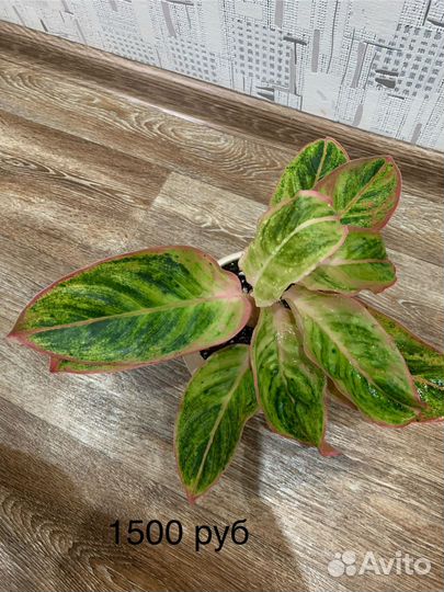 Аглаонема Амалия или Сальмон фентези