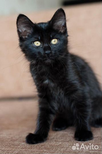 Блеки и Никки - ласковые черные котята 2,5 мес