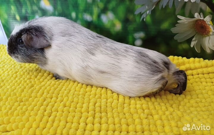 Морская свинка далматин