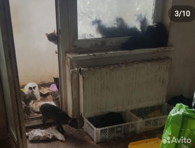 Черно-белая кошка Юша ищет дом