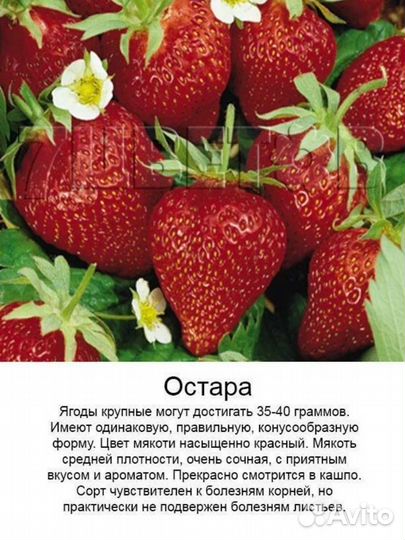 Клубника Остара