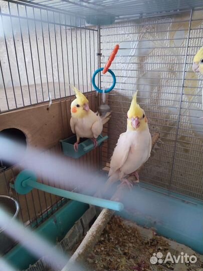 Попугаи корелла птенцы