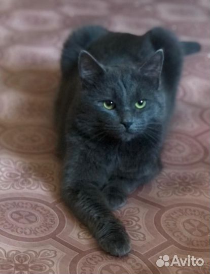 Русская голубая кот на вязку