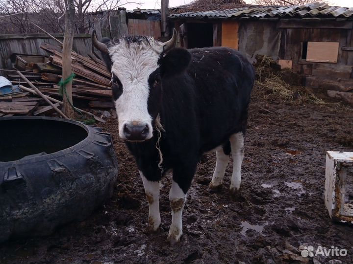 Тёлка 1год8мес