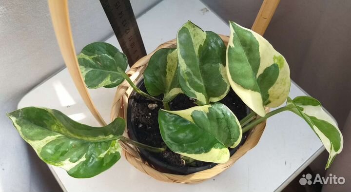 Сциндапсус Н,Джой,Марбл Квин