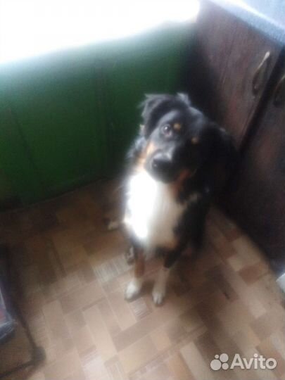 Отдам в добрые руки собаку в связи с переездом