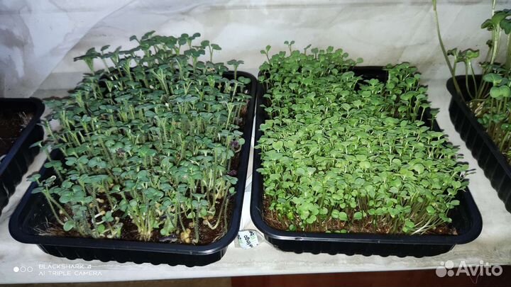 Микрозелень