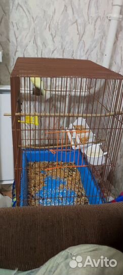 Канарейка самка с клеткой