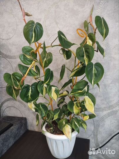 Филодендрон медиопикта триколор