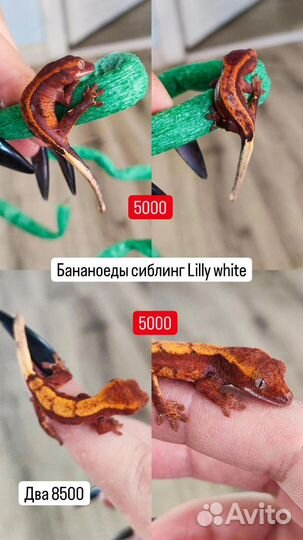 Бананоед сиблинг Lilly white