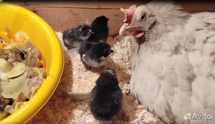 Куры несушки домашние +18 цыплят разных пород