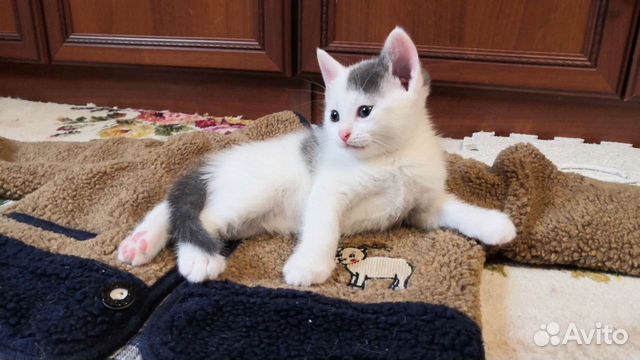 Котенок бело-серый