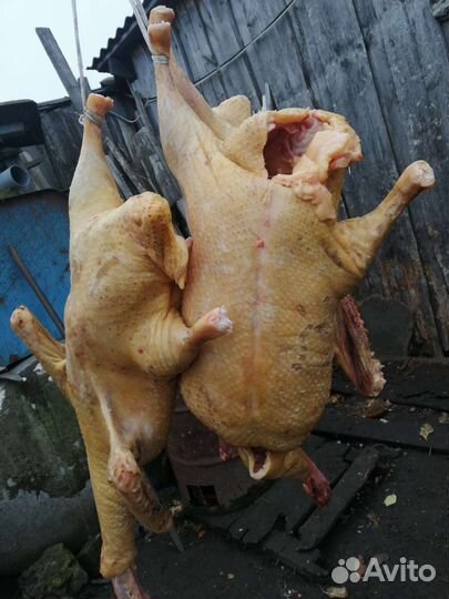 Мясо утки муларда