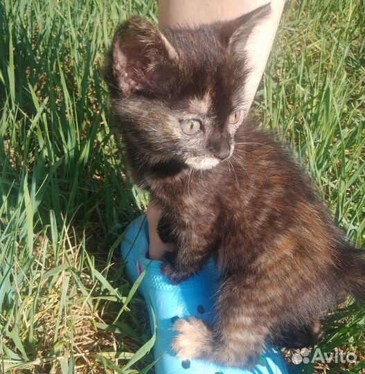 Котенок в добрые руки