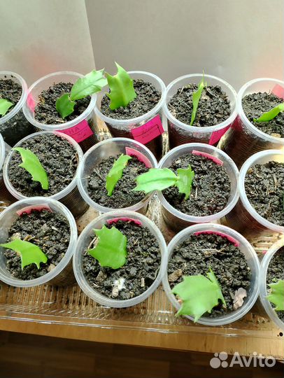 Пальмы, суккуленты и др. комн. цветы