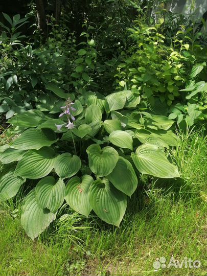 Хоста зелёная