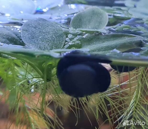 Улитки теодоксусы